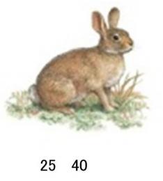 Rabbit　　S3542D