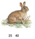 Rabbit　　S3542D