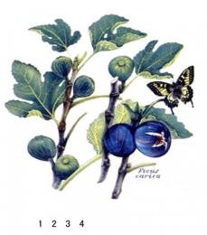 Figs　イチジク