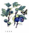 Figs　イチジク