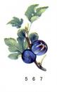 Figs　イチジク