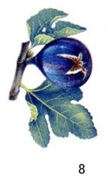 Figs イチジク