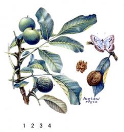 Walnut  くるみ