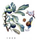 Walnut  くるみ
