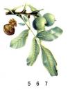 Walnut　クルミ
