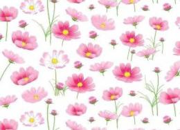 Cosmos
