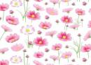 Cosmos