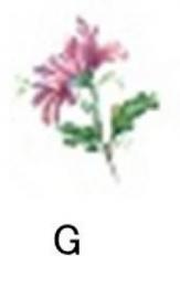Chrysanthemum