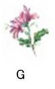 Chrysanthemum