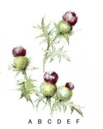 Thistle あざみ　A～F　