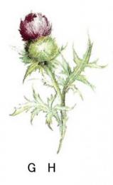 Thistle あざみ G/H