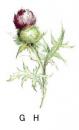 Thistle あざみ G/H