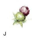 Thistle あざみの小花　J 12こ