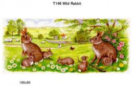 Wild Rabbit