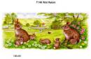 Wild Rabbit