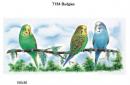 Budgies　　インコ　　T154