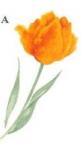 Tulip