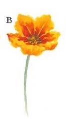 Tulip