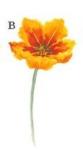 Tulip