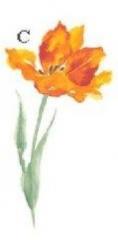 Tulip