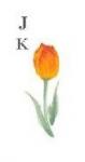 Tulip