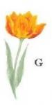 Tulip