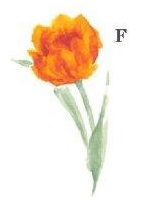 Tulip