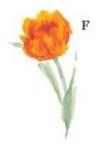 Tulip