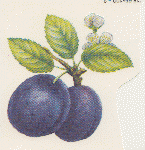 　ガラス用　Plum