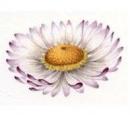 Daisy　
