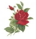 Red Rose　　2。Stock
