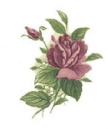 Pink Rose   2,Stock