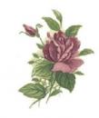 Pink Rose   2,Stock
