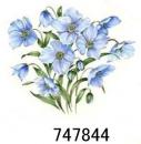 12349　JM 　Moonglow