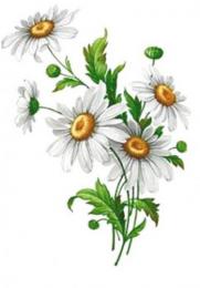 Daisy