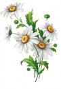 Daisy