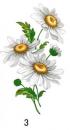 Daisy
