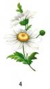 Daisy