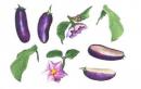 Egg Plant 　なす
