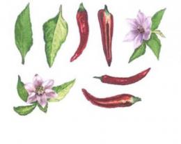 Chile Pepper