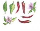 Chile Pepper