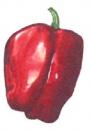 Paprika