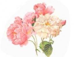 Capitolina　小花　