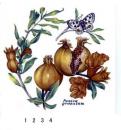 Pomegranate　　ザクロ