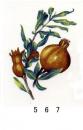 Pomegranate