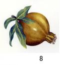 pomegranate