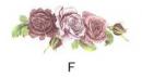 Rose　　PD101