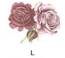Rose　　PD101