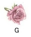 Rose　　PD101
