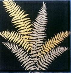 Metallic　Fern　　1138